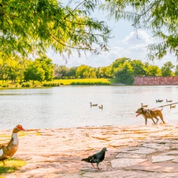 illustration of animals near a river in a park